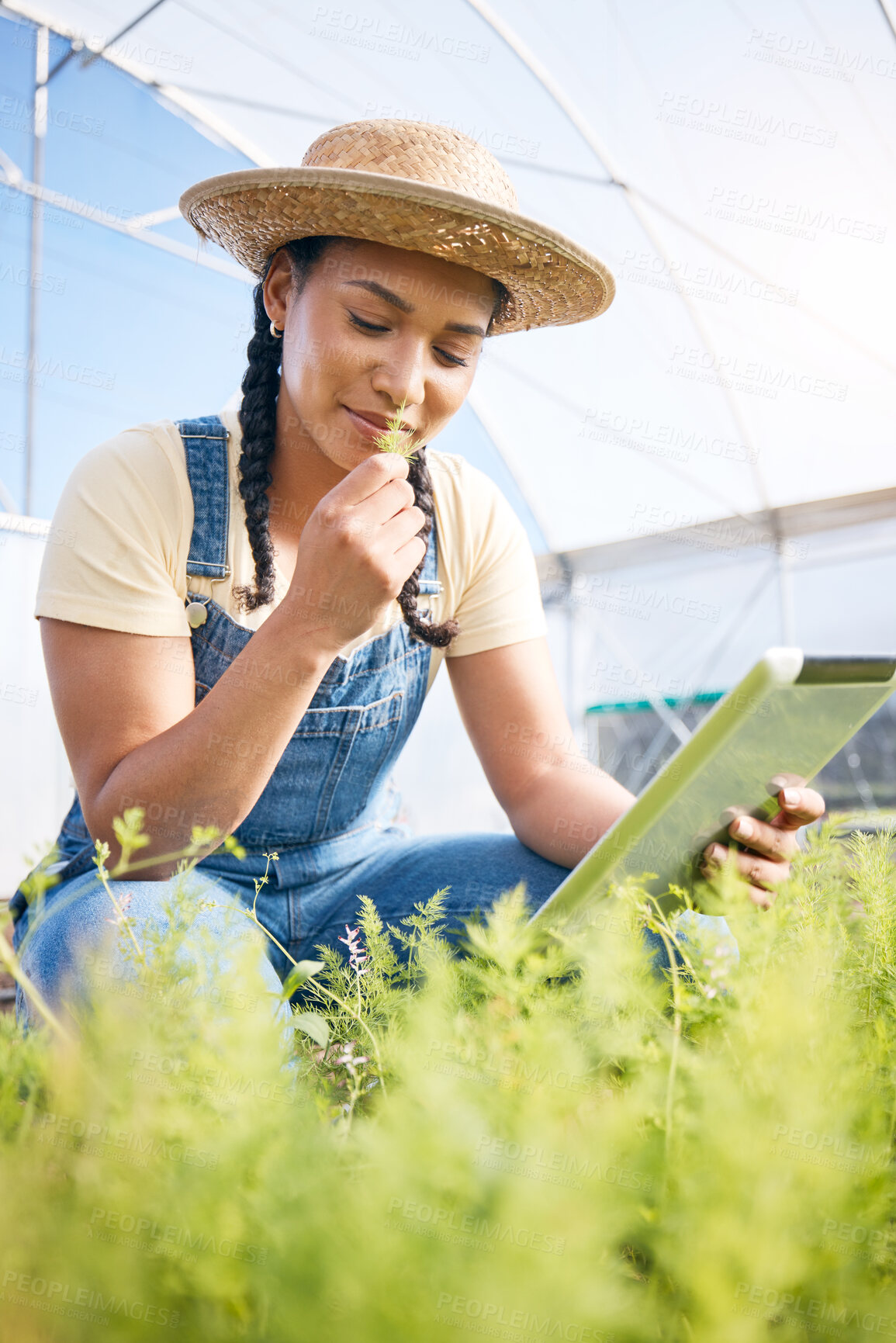Buy stock photo Woman, gardening and smell plants in greenhouse with tablet for agriculture, farming or sustainability. Happy farmer check growth of herbs for agro production, sustainable inspection and digital tech
