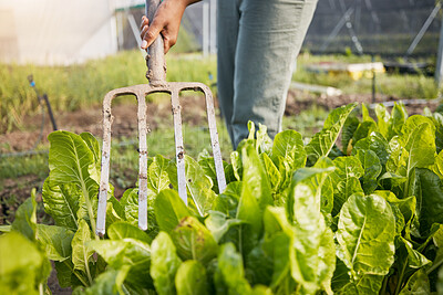 Buy stock photo Farm, fork and farmer in a spinach garden working on sustainable produce for organic agriculture or food. Closeup, vegetables and person harvest fresh product for agro nutrition in the countryside