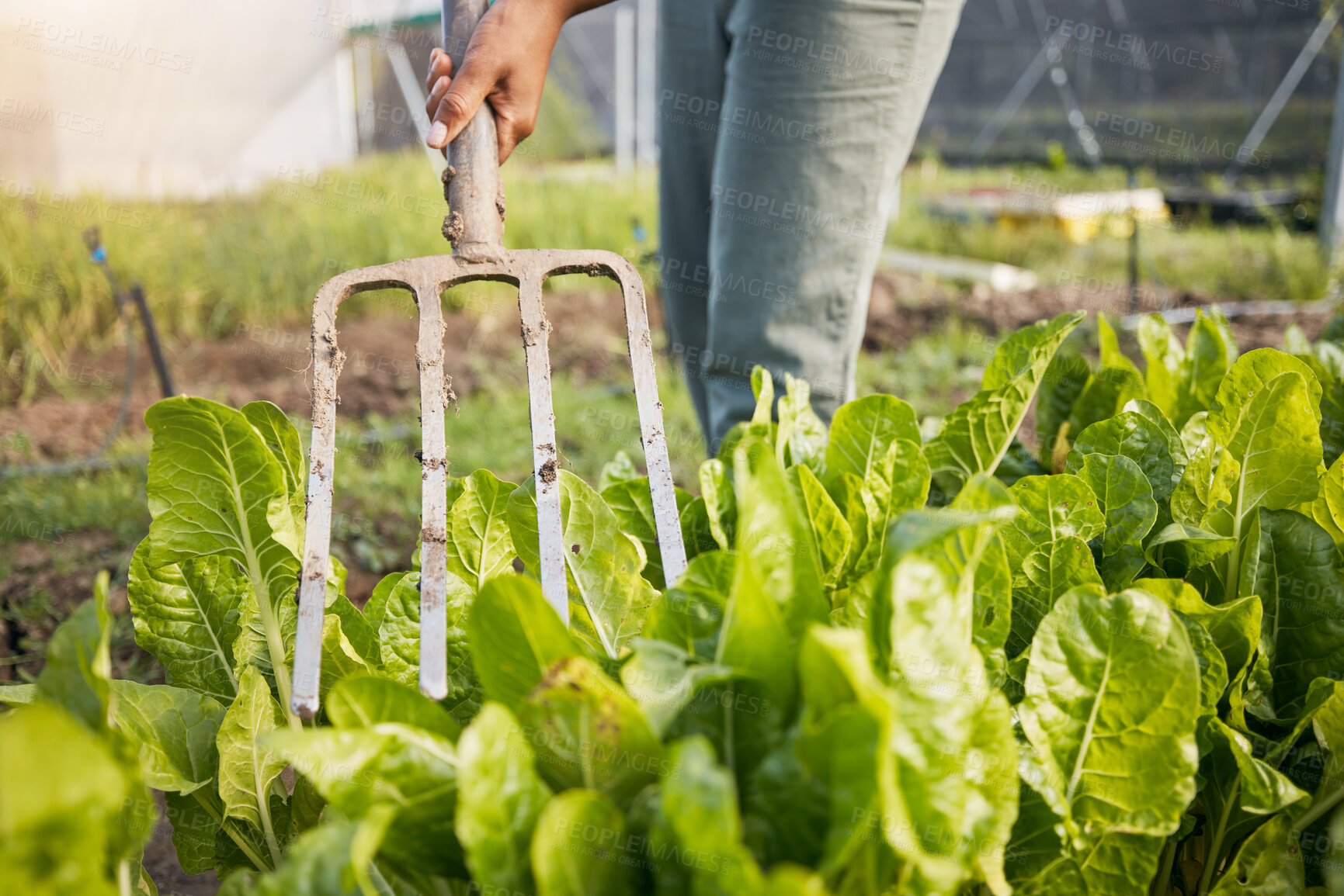 Buy stock photo Farm, fork and farmer in a spinach garden working on sustainable produce for organic agriculture or food. Closeup, vegetables and person harvest fresh product for agro nutrition in the countryside