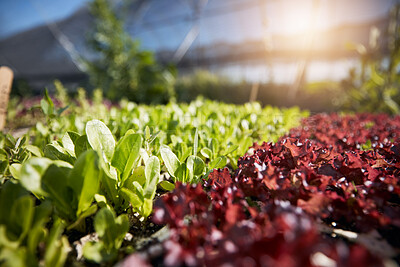Buy stock photo Plants, green and red lettuce in greenhouse background for farming, agriculture and vegetables growth or production. Empty field with food security, gardening and for supply chain and agro business