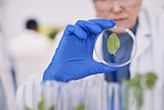 Science, plants and woman with glass in laboratory, research and thinking with nature. Biotechnology, pharmaceutical study and scientist with leaf growth, lab technician checking green leaves in dish