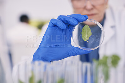 Buy stock photo Science, plants and woman with glass in laboratory, medical research and natural medicine. Biotechnology, pharmaceutical and scientist with leaf growth, lab technician checking green leaves in dish.