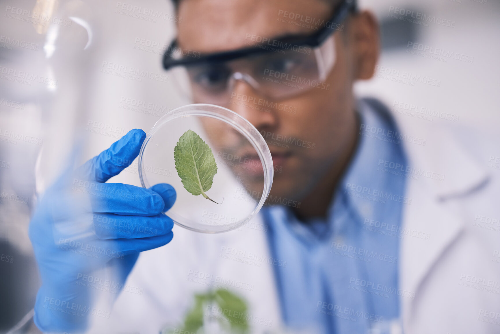 Buy stock photo Science, plant in dish and man in laboratory, research and thinking with growth in natural medicine. Biotechnology, pharmaceutical study or medical scientist with leaf, lab technician leaves in glass