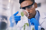 Scientist in laboratory, leaf in dish and research, thinking and focus on growth in nature. Biotechnology, pharmaceutical study and science, man with plants in test tube or lab technician with glass.