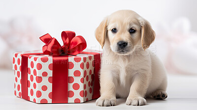 Labrador puppy with gift box on bokeh background in studio. Dog present with bow