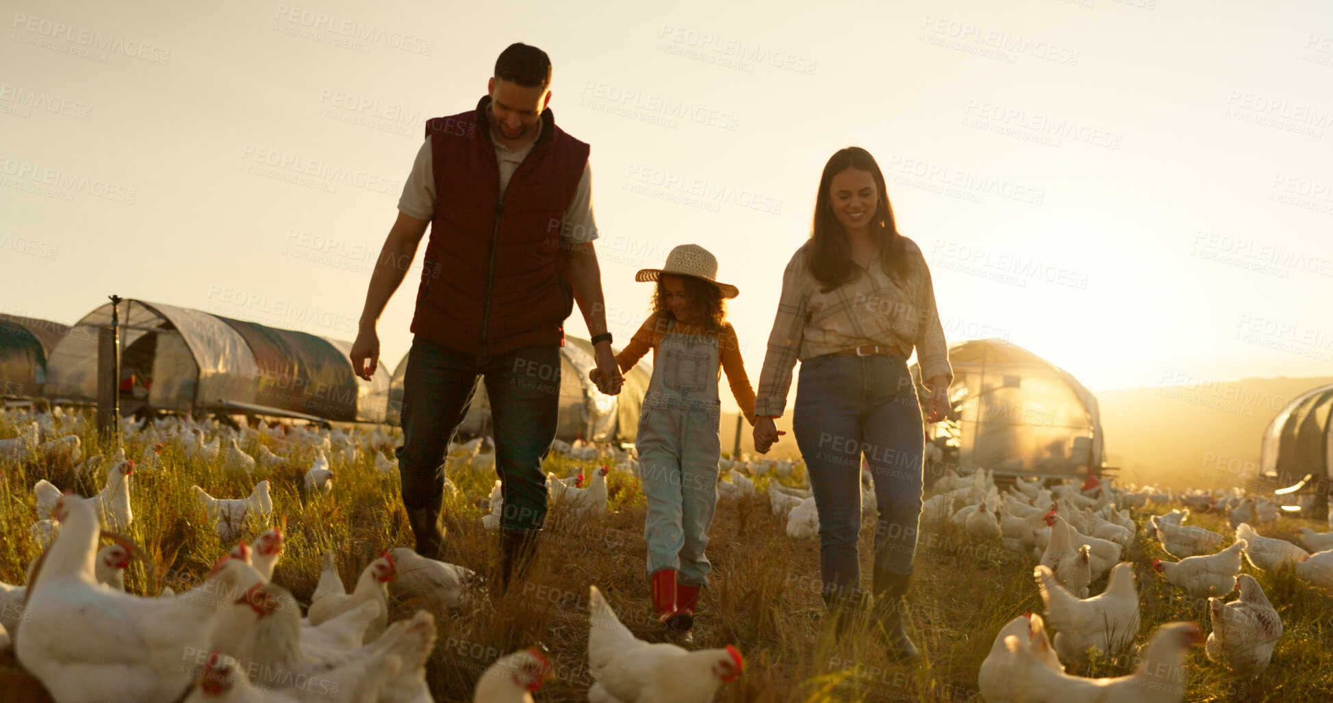 Buy stock photo Agriculture, holding hands and chicken with family on farm for sustainability, environment and livestock industry. Sunset, nature and love with parents and child in countryside field for animals
