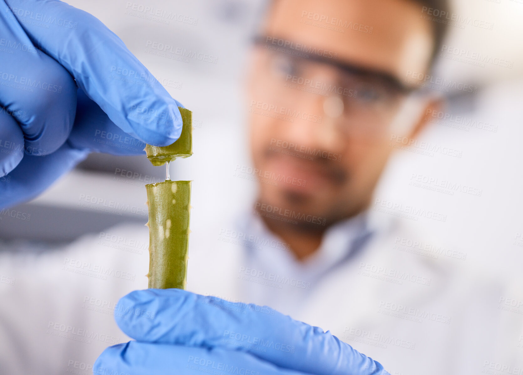 Buy stock photo Blur, scientist or hands with plant for research, test and innovation for agriculture study with leaf. Science, lab closeup or expert with aloe vera for natural herbal medicine, pharma or education