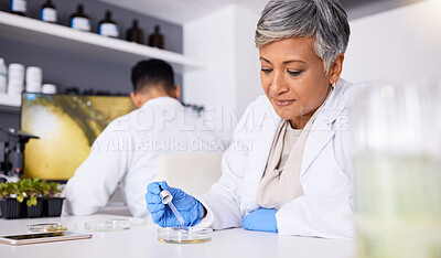 Science, research and sample with a senior woman in a lab for innovation or medical breakthrough. Medical, healthcare and scientist in a laboratory for medicine, health or pharmaceutical engineering