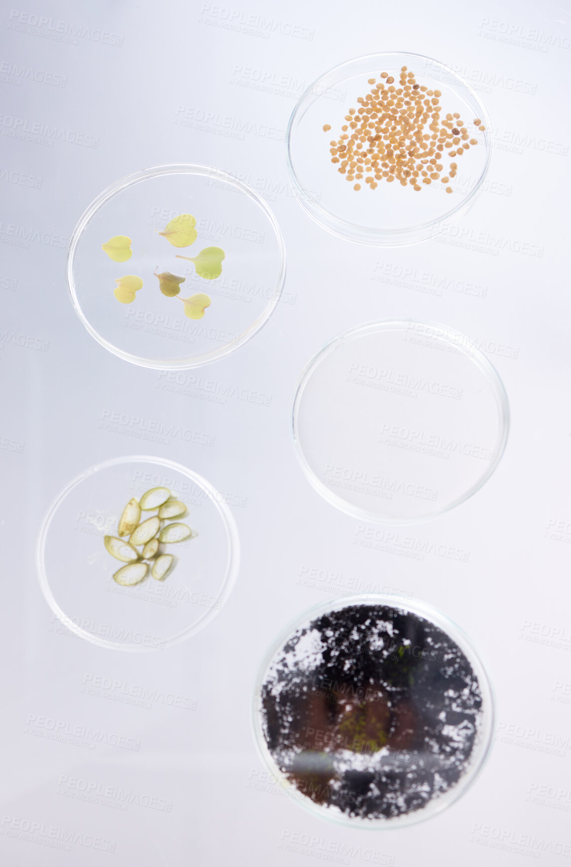 Buy stock photo Petri dish, sample and science, ecology and leaves with soil, agriculture and environment study top view in lab. Research, sustainability and investigation, scientific test background and future