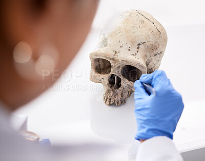 Buy stock photo Forensic, science and person with skull in lab to study, test or analyze anatomy for evidence, medical or history research. Human, dna and education of head, bones or body on table in laboratory 