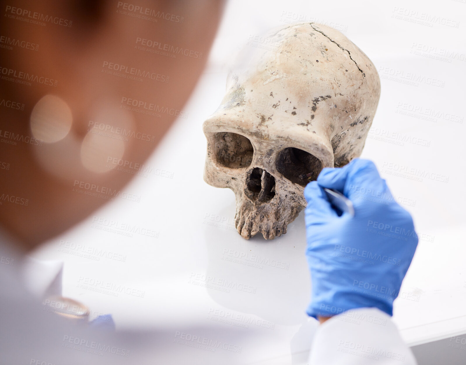 Buy stock photo Forensic, science and person with skull in lab to study, test or analyze anatomy for evidence, medical or history research. Human, dna and education of head, bones or body on table in laboratory 