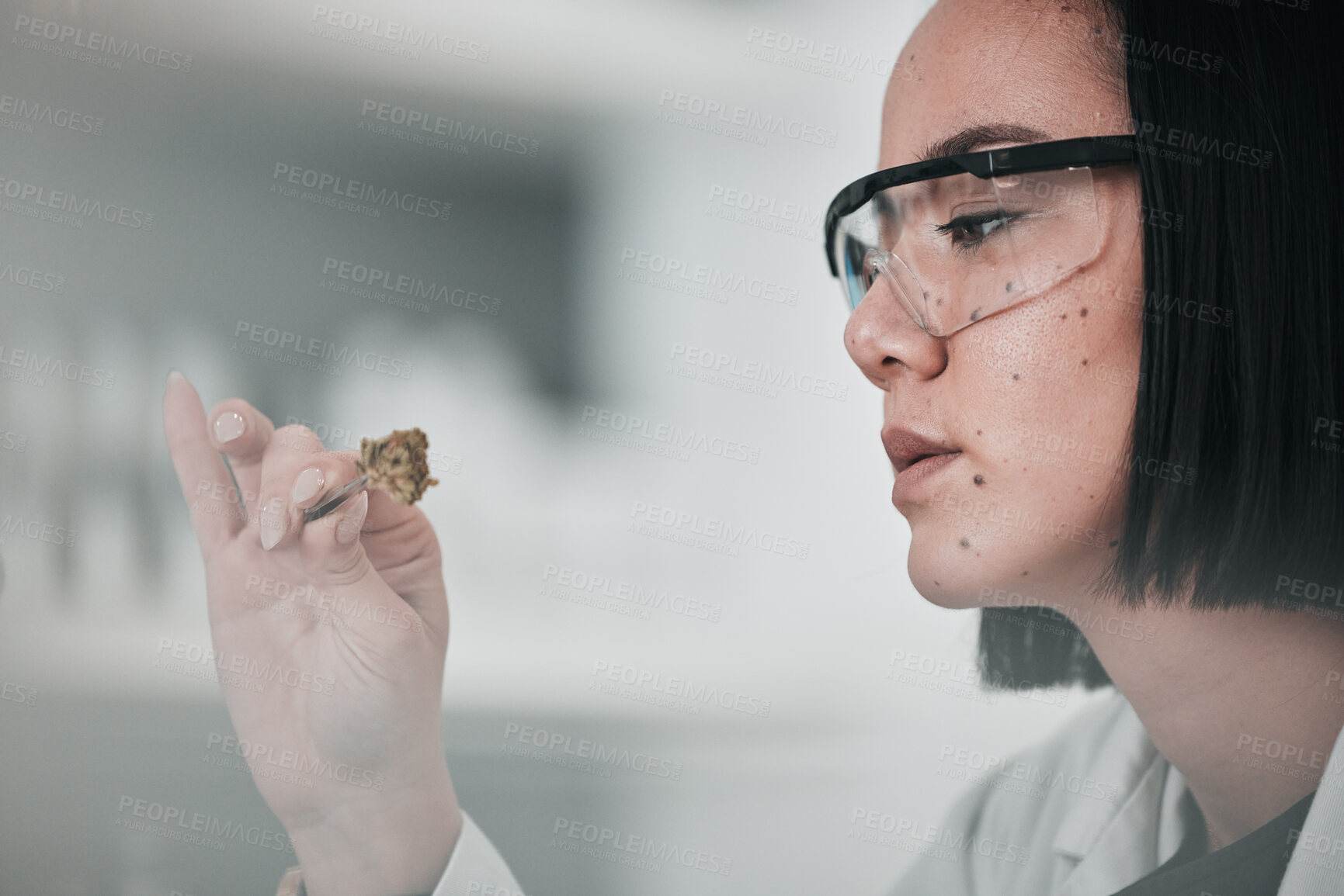 Buy stock photo Science, sample and Asian woman in laboratory for plant analysis, medical research and study. Horticulture, cannabis and scientist with marijuana for testing, innovation and medicine development