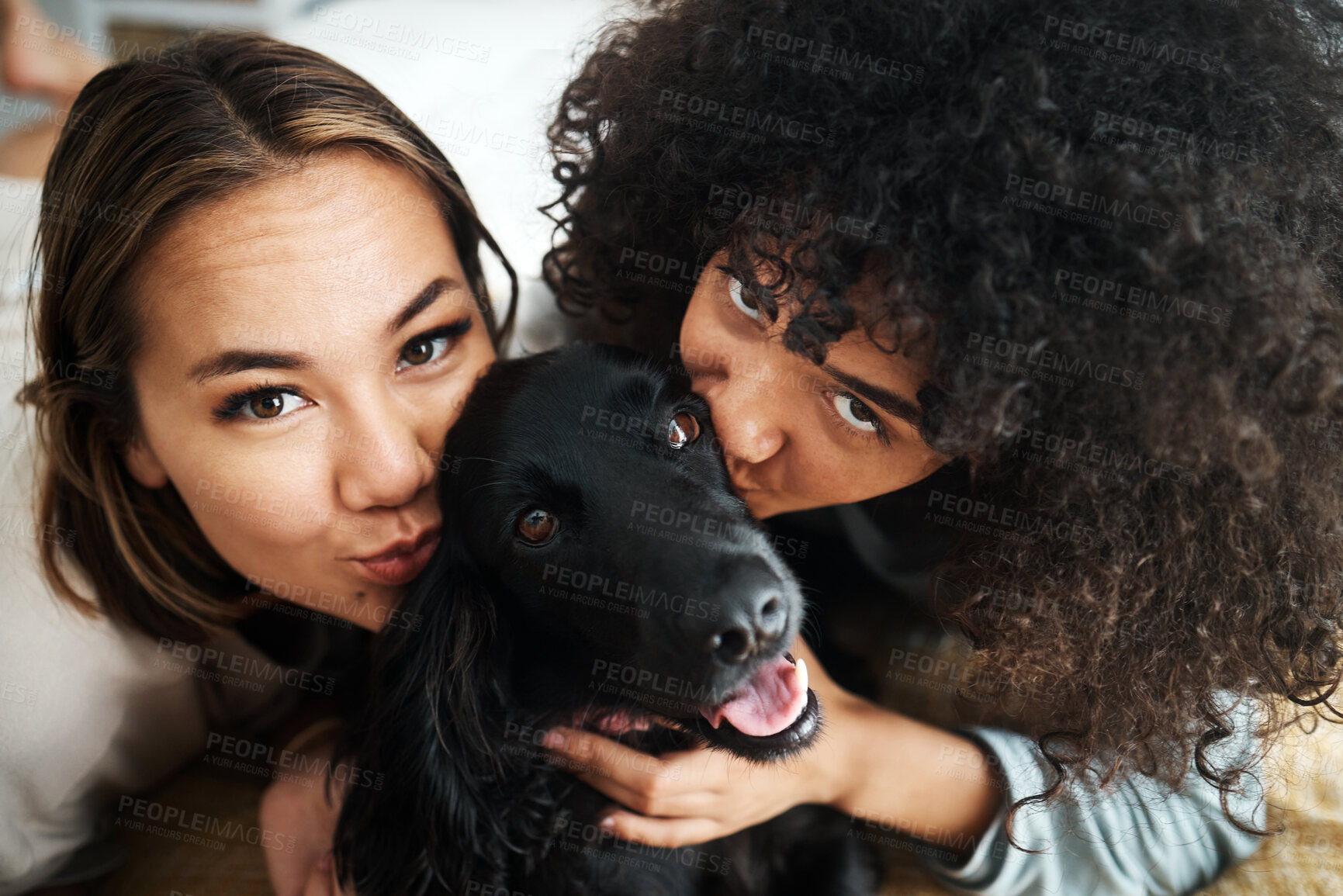 Buy stock photo Dog, portrait and women with kiss on sofa in living room of home for puppy, love and happiness indoor. Labrador, animal and people together on couch with cuddling and care for bonding and loyalty