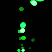 Bokeh, green particles and lights on black background with pattern ...