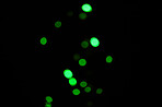 Green light, bokeh and dots on dark background on a mockup space. Blur, black backdrop and defocused shine, sparkle or glitter glow at night for Christmas, holiday or party with magic color wallpaper