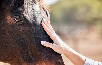 Woman, hand and touching horse in nature outdoor for bonding and relax on farm, ranch or countryside. Animal, person and feeling stallion for freedom, adventure or vacation in summer with care