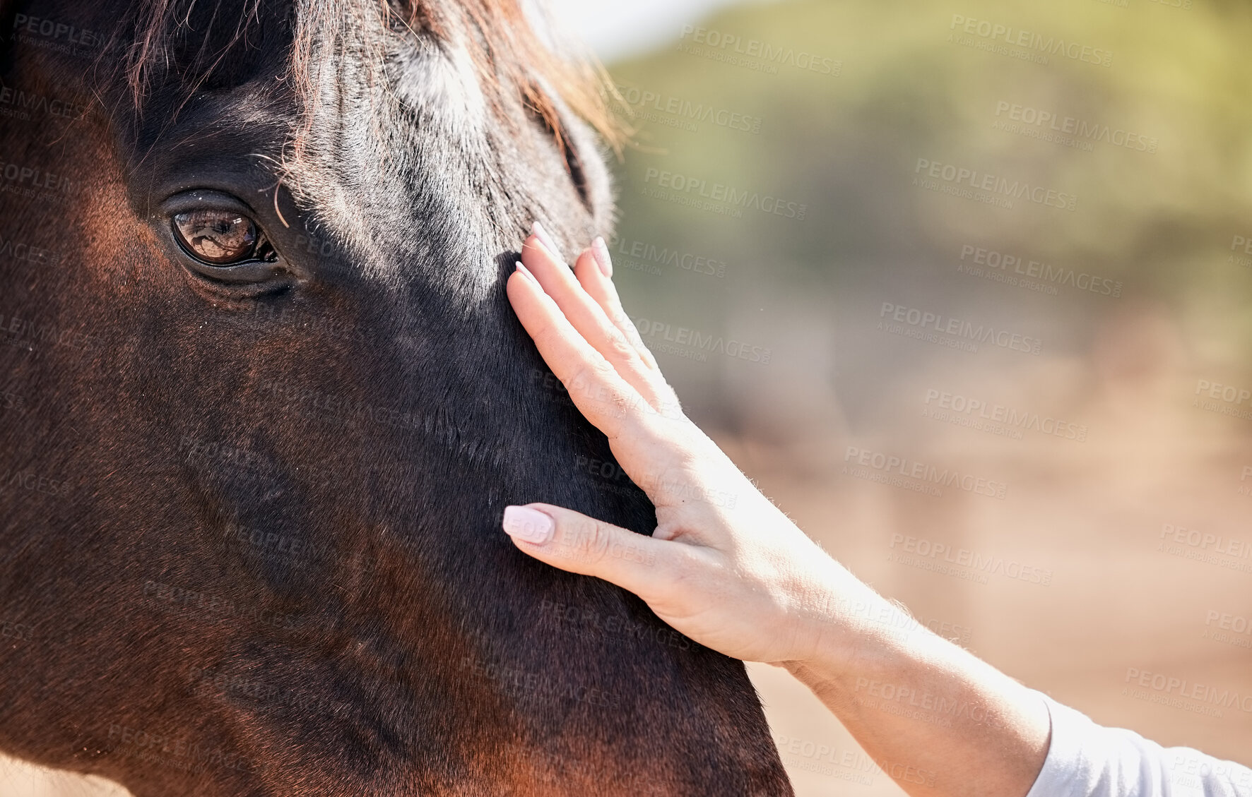 Buy stock photo Woman, hand and touching horse in nature outdoor for bonding and relax on farm, ranch or countryside. Animal, person and feeling stallion for freedom, adventure or vacation in summer with care