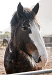 Calm, horse and portrait on farm outdoor in countryside or nature in summer with animal in agriculture or environment. Stallion, pet or mare pony at stable fence for equestrian riding or farming