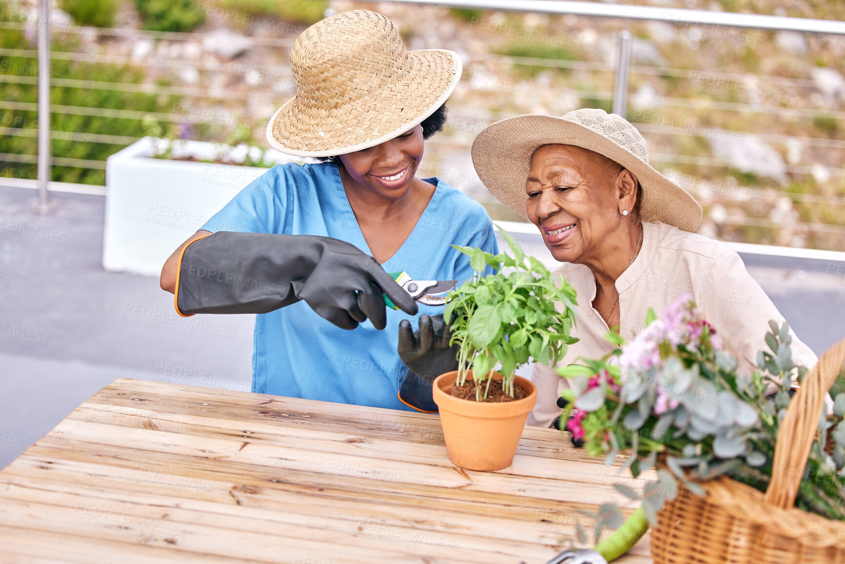 Buy stock photo Senior woman, gardening and nurse help in home patio with support, care and plant. Healthcare, retirement and nursing outdoor with happy elderly female person with a smile from basil herb wellness 