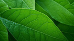 Close up texture of green leaf veins for background. Environment concept