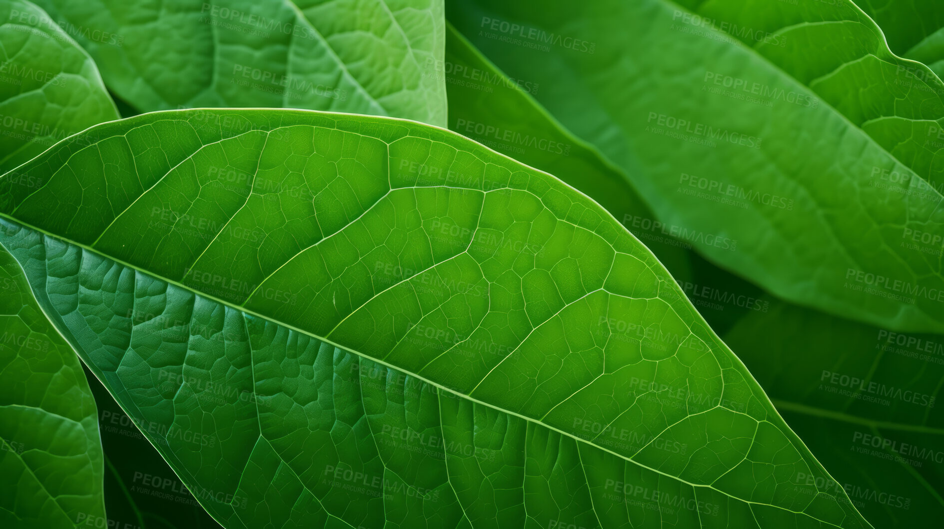 Buy stock photo Close up texture of green leaf veins for background. Environment concept