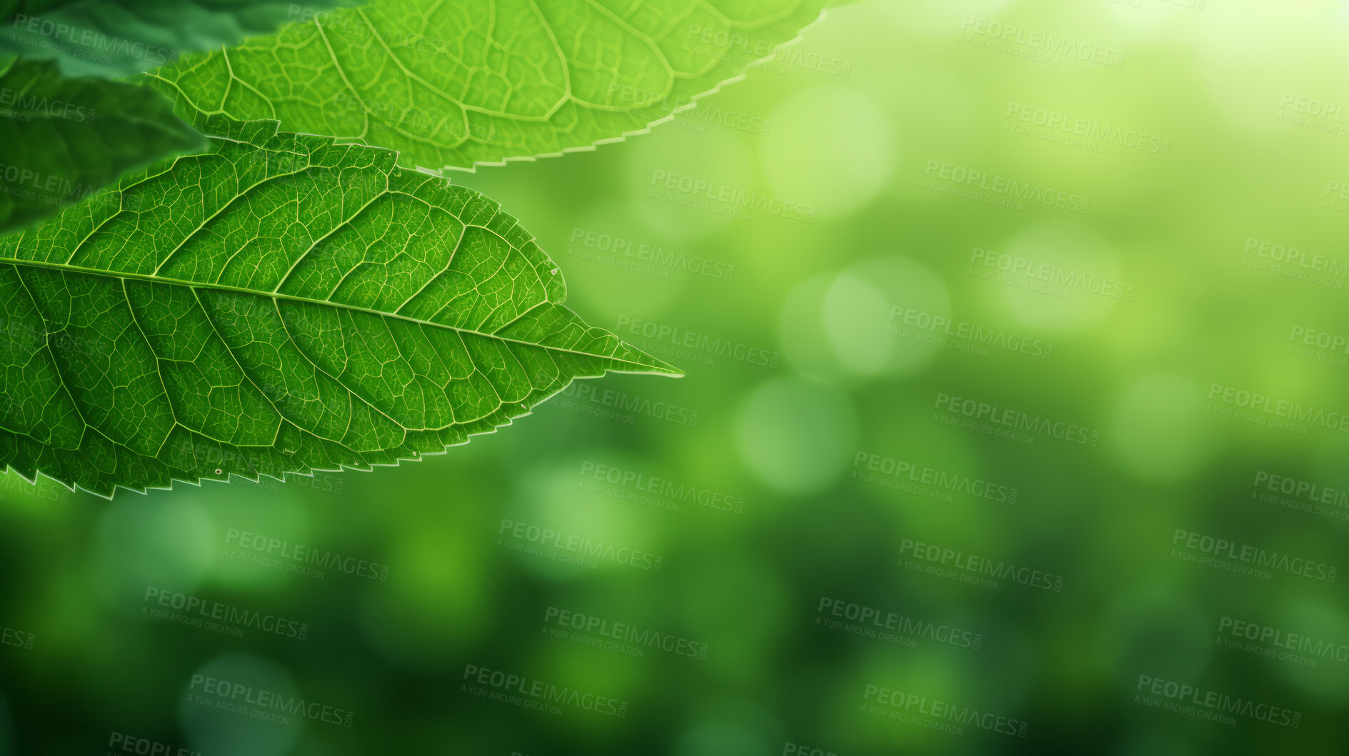 Buy stock photo Close up texture of green leaf veins for background. Environment concept