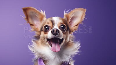 Buy stock photo Portrait of happy or excited dog. Looking and posing on flat purple background