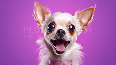 Buy stock photo Portrait of happy or excited dog. Looking and posing on flat purple background