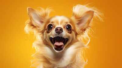 Buy stock photo Portrait of happy or excited dog. Looking and posing on flat yellow background