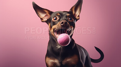 Buy stock photo Portrait of dog catching ball on pink background. Excited and playful pet