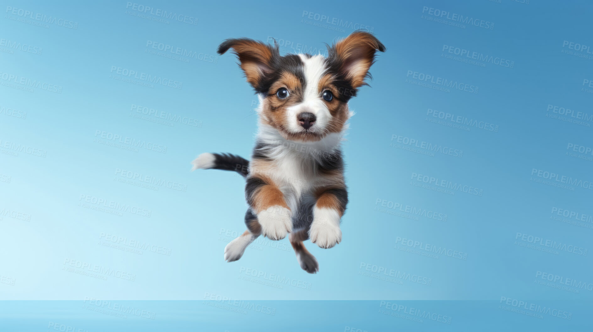 Buy stock photo Portrait of jumping happy dog. Leaping excited pose on flat blue background