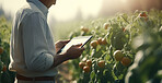 Farmer using a digital tablet in a field. Farming, agriculture and environmental technology