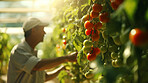 Senior farmer harvesting vegetables at local farm. Tomato plant in focus