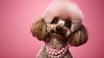 Portrait of a poodle wearing accessories. Groomed dog with pink hair