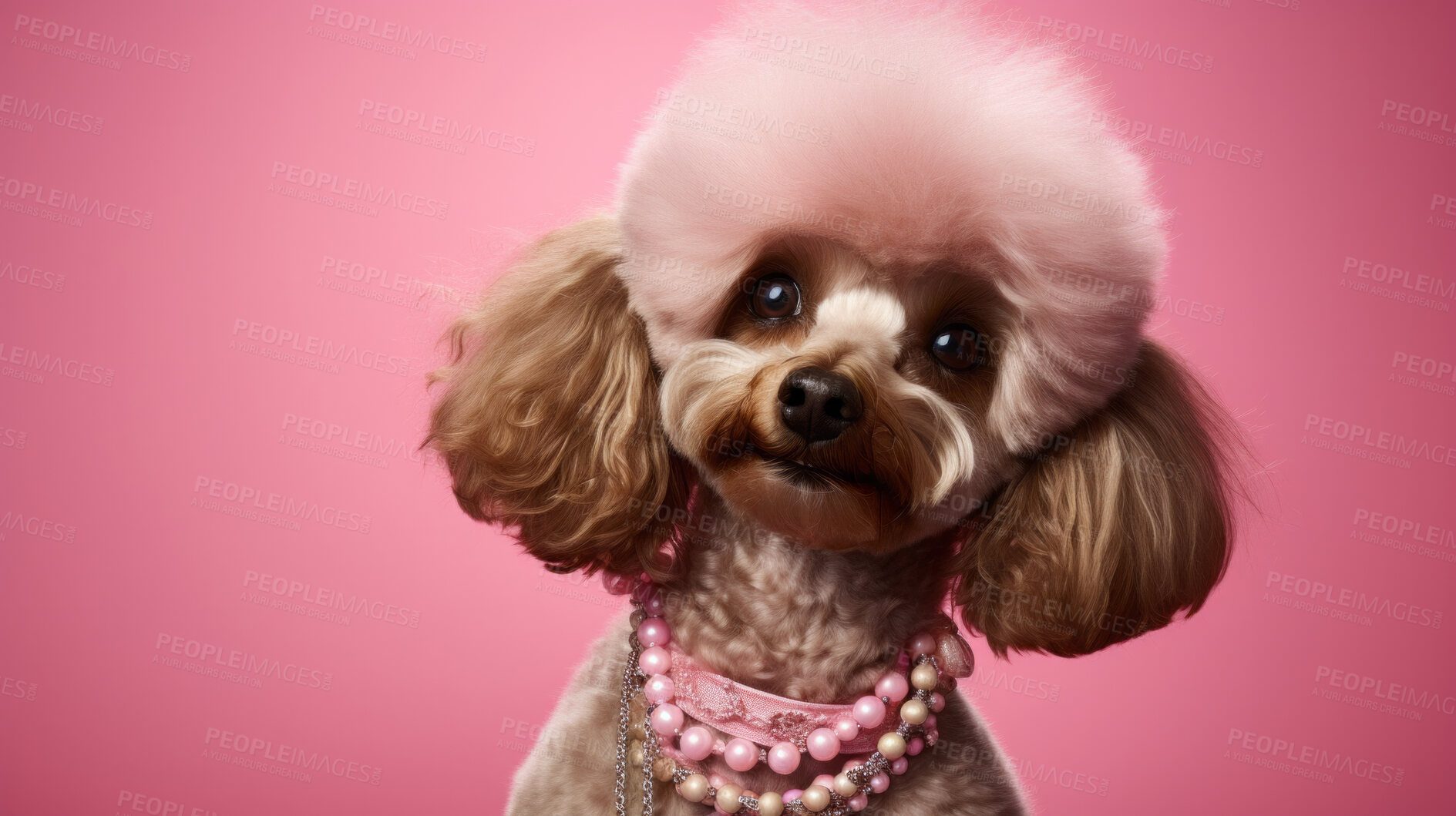 Buy stock photo Portrait of a poodle wearing accessories. Groomed dog with pink hair