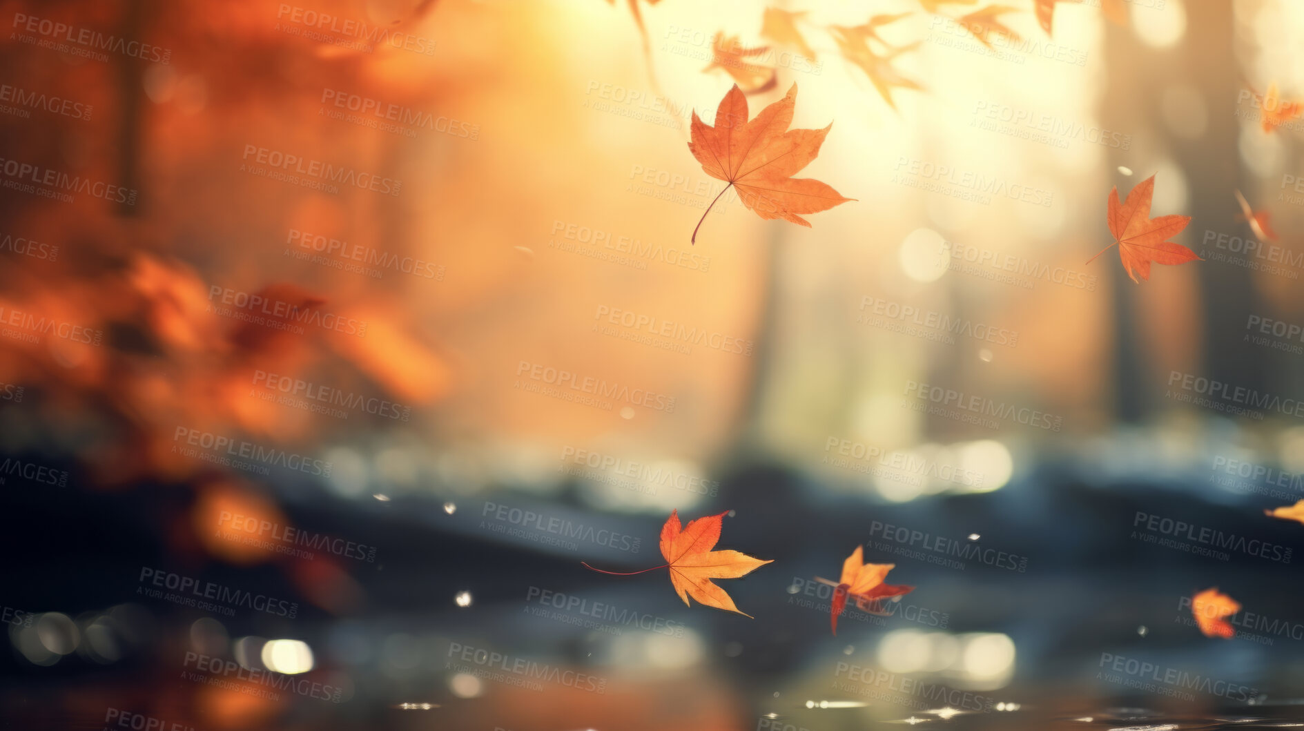 Buy stock photo Beautiful maple orange leaves in autumn season. Autumn colorful bright background