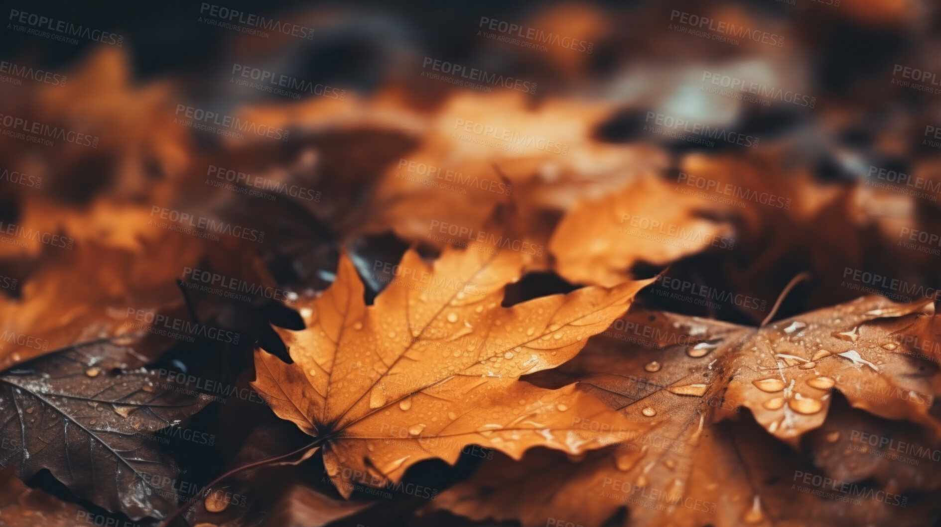 Buy stock photo Beautiful maple orange leaves in autumn season. Autumn colorful bright background