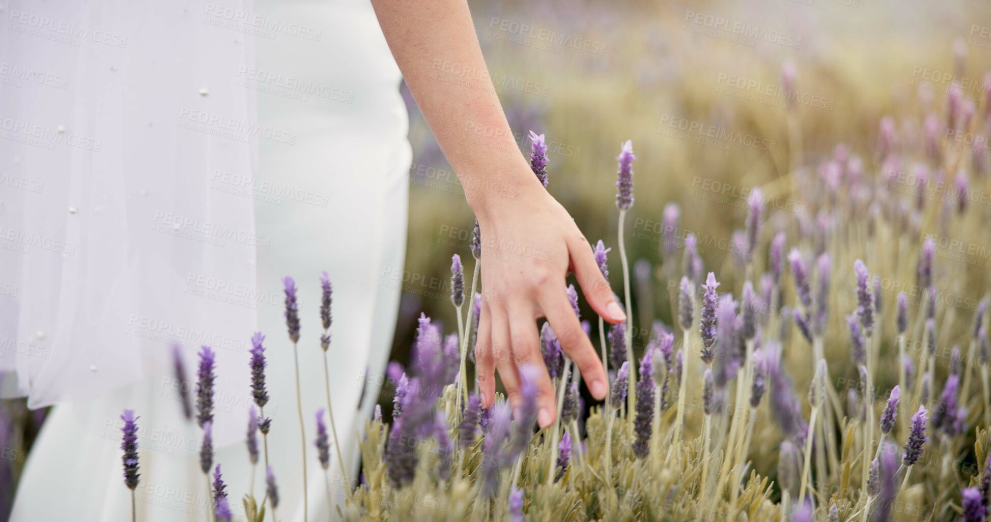 Buy stock photo Hand, lavender flower and walking woman in garden or nature for calm, peace and aromatherapy from plants. Medicine, sustainability and person in a landscape with natural herbal ecology in spring