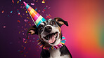 Portrait of a cute dog wearing a party hat for birthday celebration