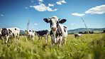 Herd of cows in a field. Livestock, sustainable and herd of cattle on a farm