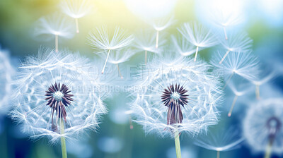 Buy stock photo Dandelion seeds blowing in the wind. Change, growth, movement and direction concept
