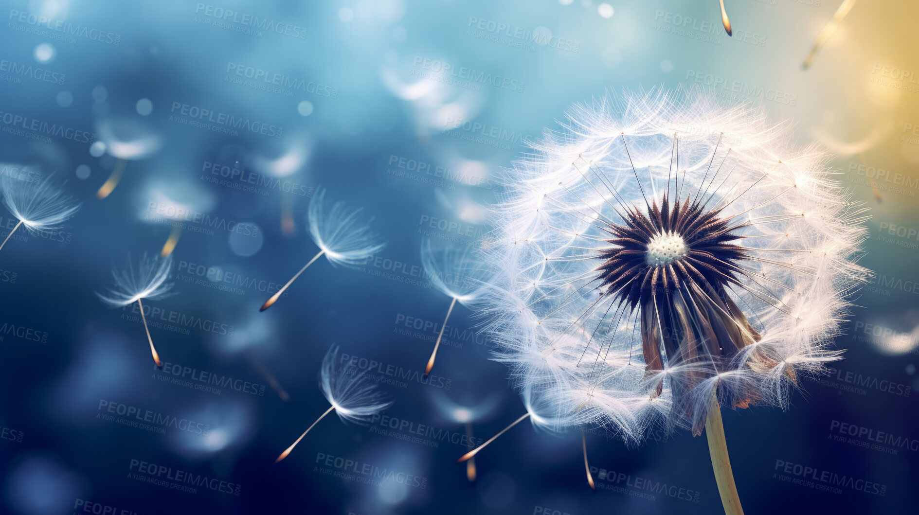 Buy stock photo Dandelion seeds blowing in the wind. Change, growth, movement and direction concept