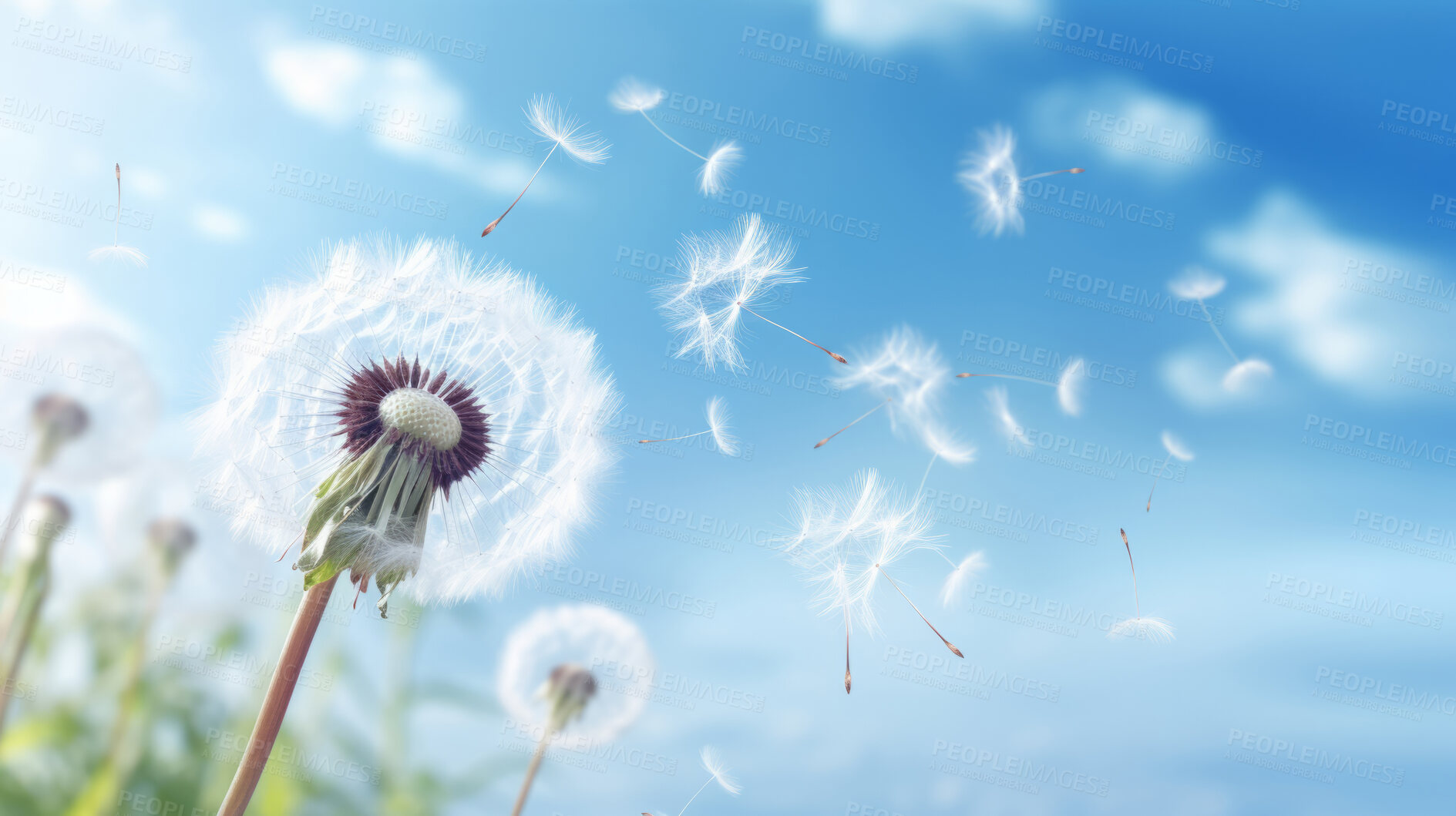 Buy stock photo Dandelion seeds blowing in the wind. Change, growth, movement and direction concept