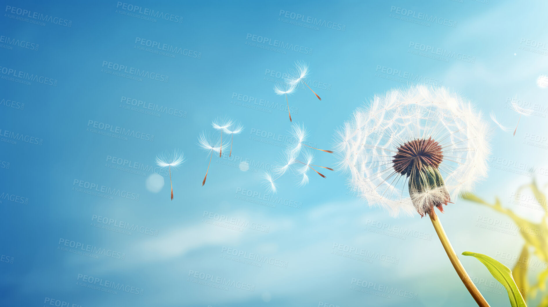 Buy stock photo Dandelion seeds blowing in the wind. Change, growth, movement and direction concept