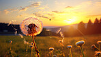 Dandelion in a field. Change, growth, movement and direction concept