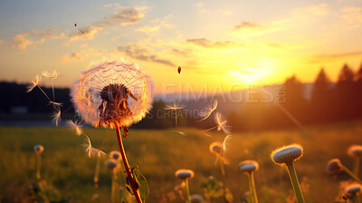Dandelion in a field. Change, growth, movement and direction concept