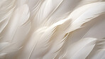 Closeup, white feathers background for peace, spirituality, religion and hope.