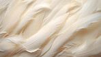 Closeup, white feathers background for peace, spirituality, religion and hope.