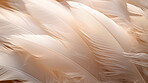 Closeup, white feathers background for peace, spirituality, religion and hope.