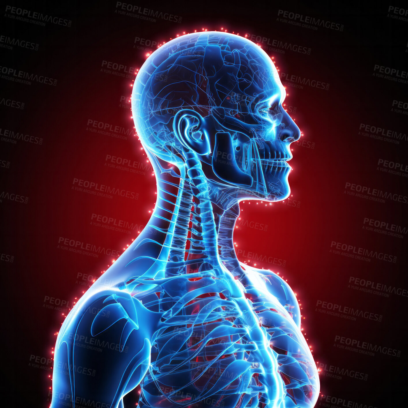 Buy stock photo Human body anatomy xray. Pain inflammation medical injury illustration.